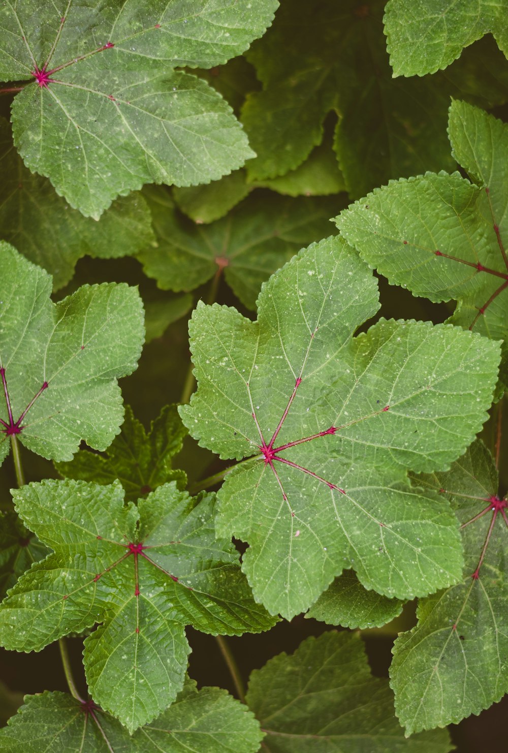 top view of compound leaves