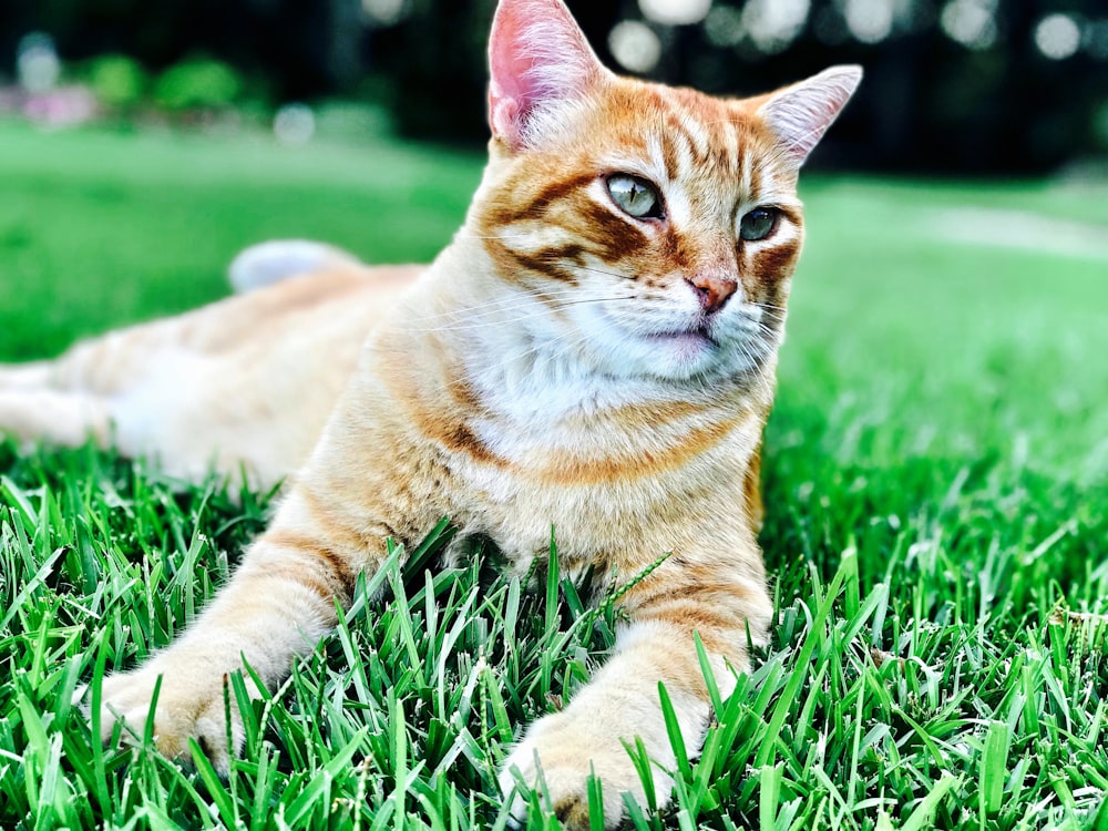 orange tabby cat