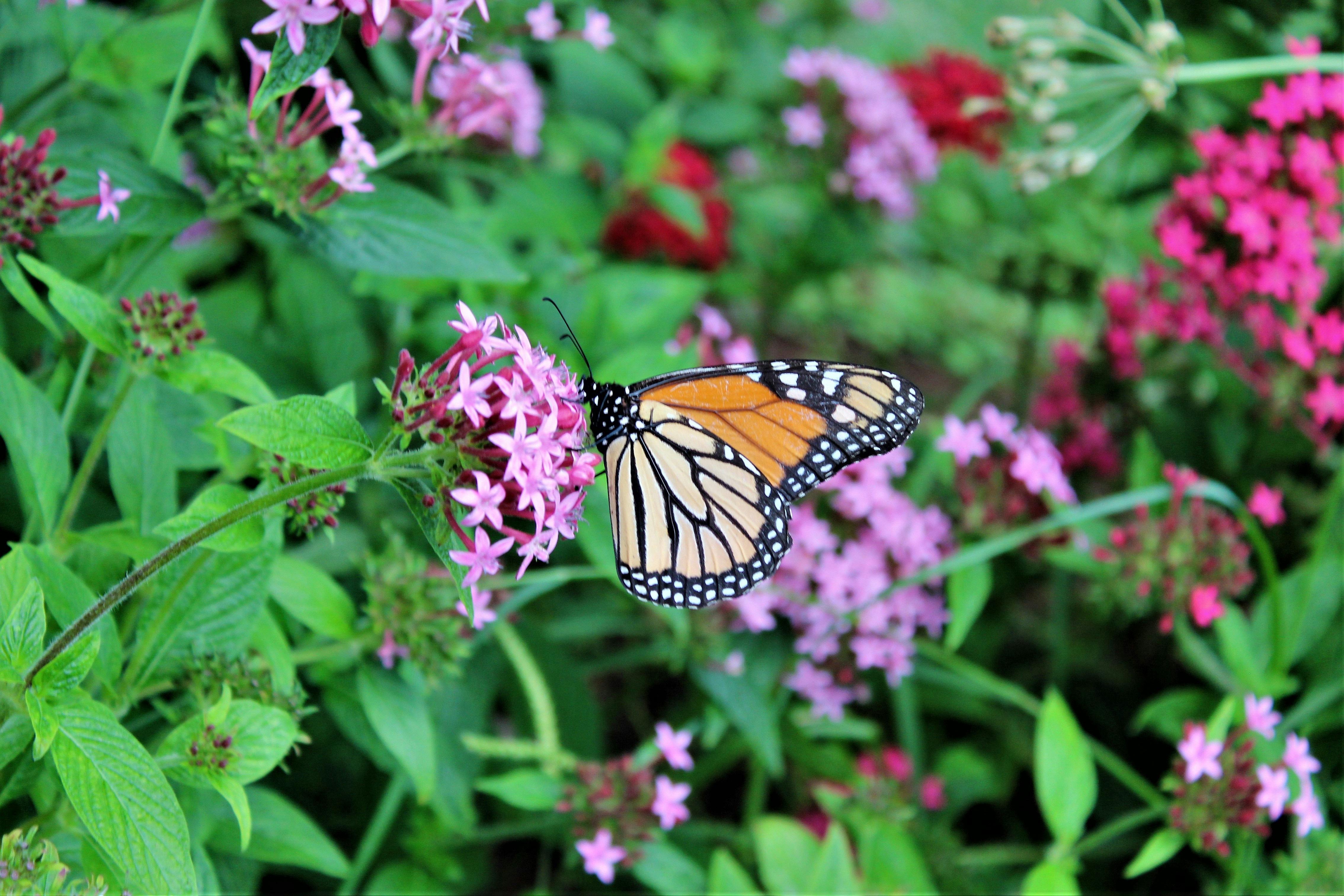 Photo by protopopica