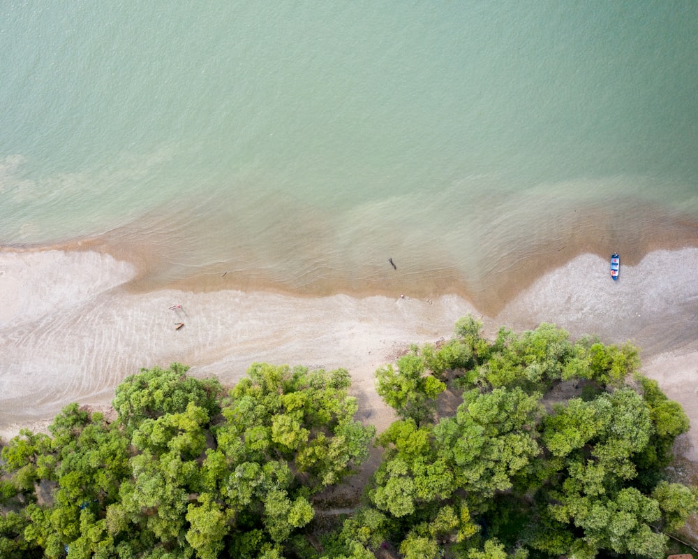 an aerial view of a beach and trees