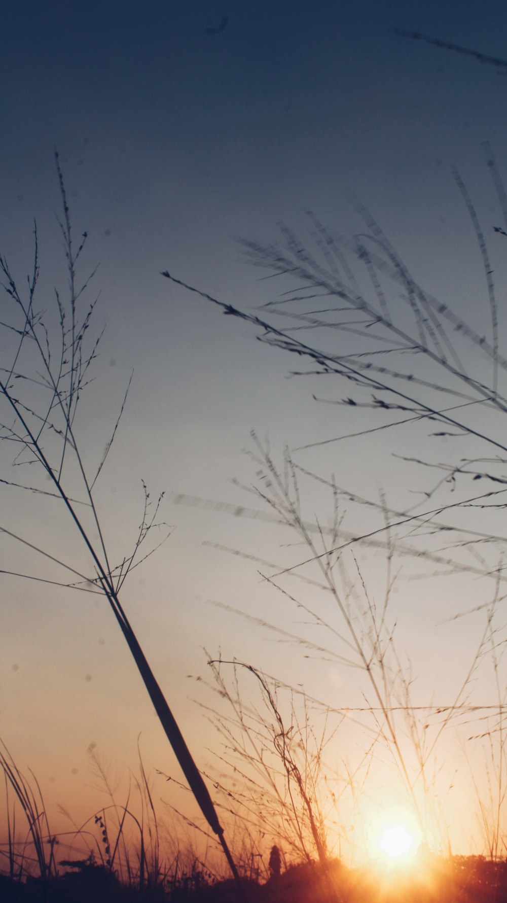 the sun is setting behind some tall grass