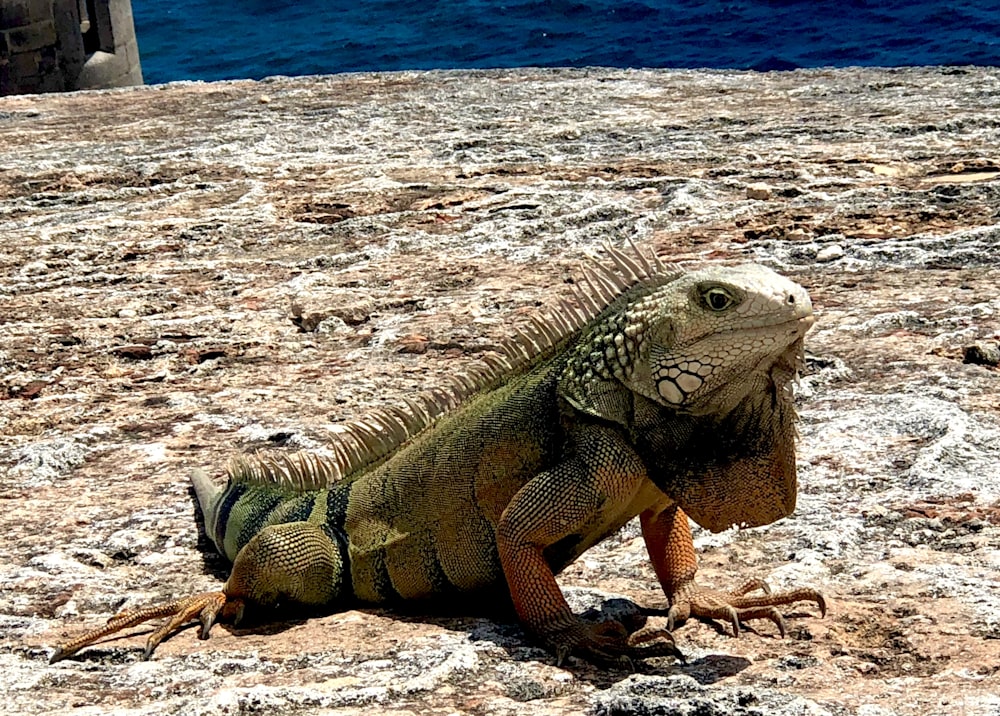 selective-focus photography of iguana