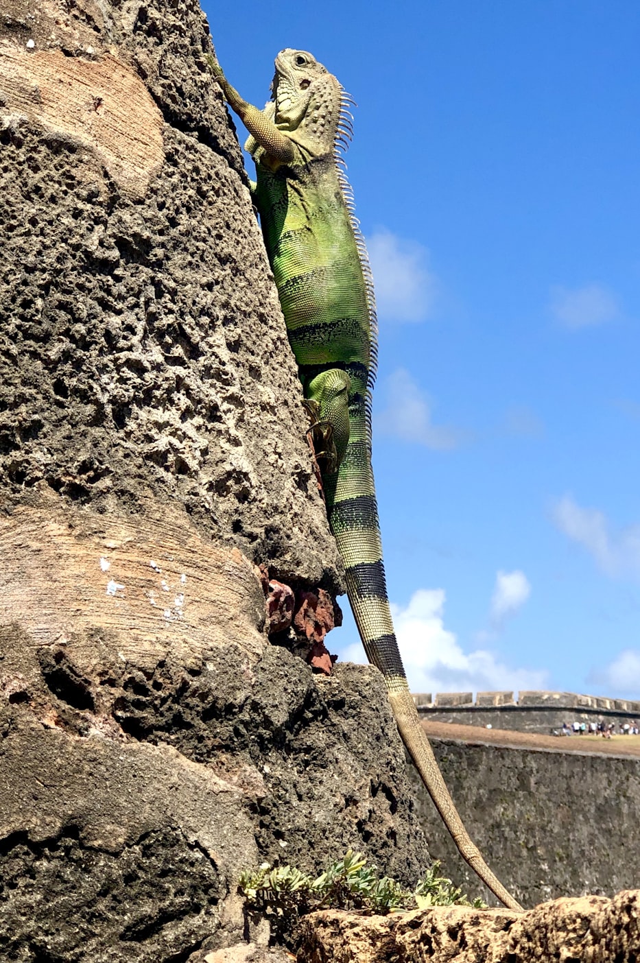 iguana on tree in puerto rico