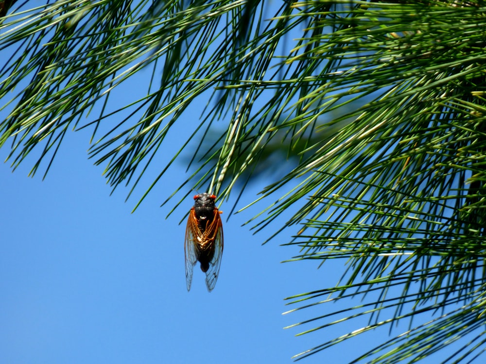 Insecte ailé brun sur plante à feuilles d’aiguilles vertes