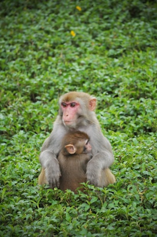 A monkey is sitting amidst a lush green backdrop of vegetation while holding a baby monkey close to its chest. The scene exudes a sense of calm and natural beauty, with the protective stance of the adult monkey highlighting a familial bond.