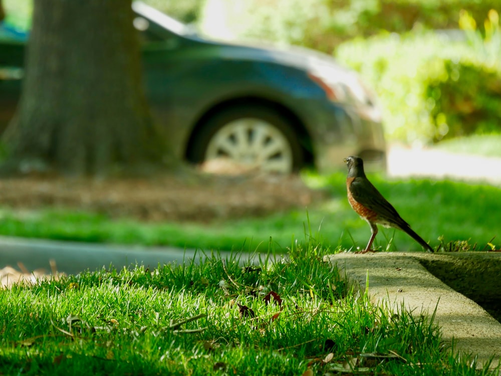 selective focus photo of brown and yellow bird