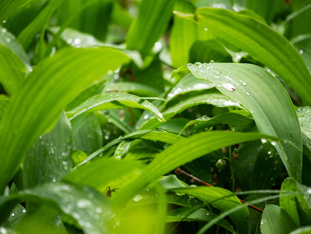 brown spider on green-leafed plant