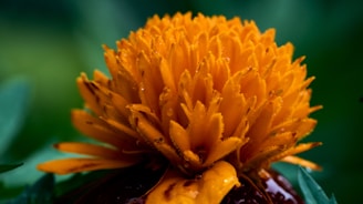 Close-up of blooming marigold flowers with dewdrops in the early morning.