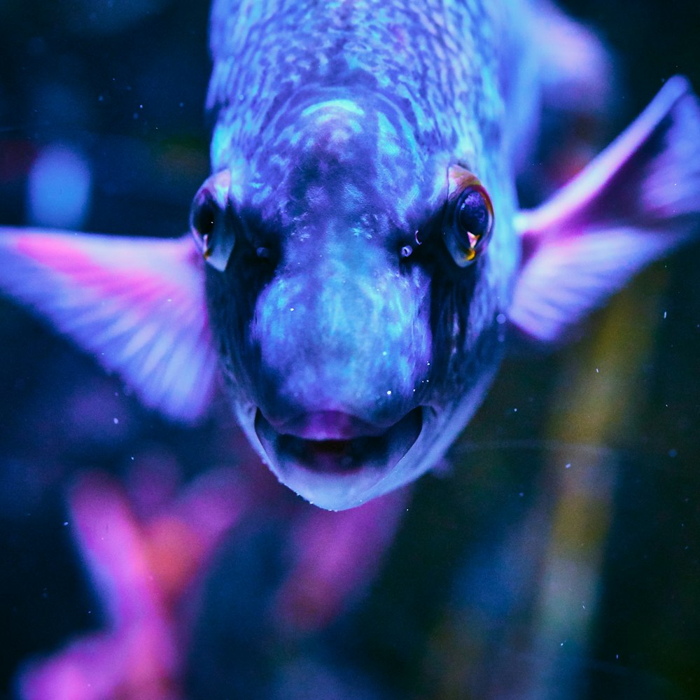 gray pet fish