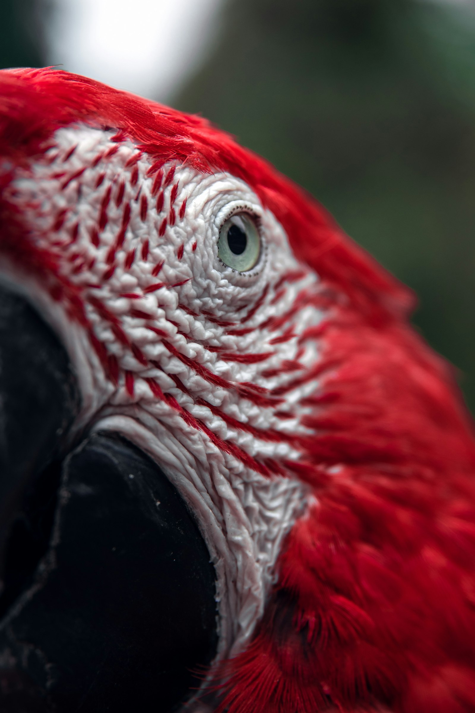 Sigma 17-70mm F2.8-4 DC Macro OS HSM sample photo. Red parrot photography