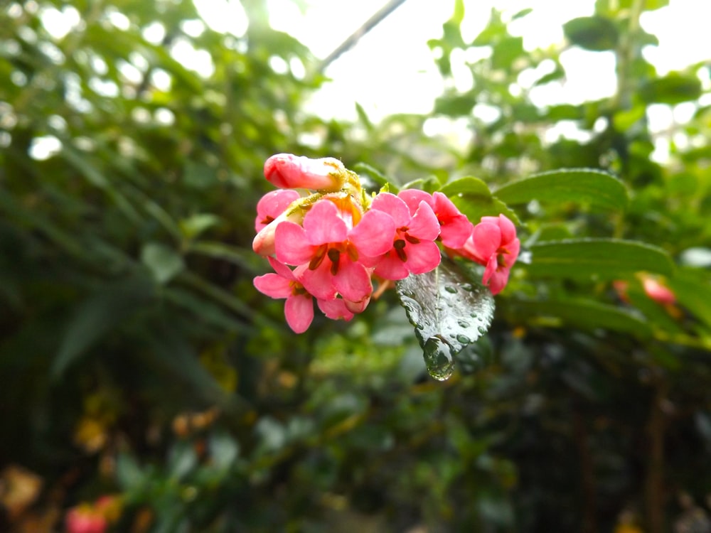 분홍색 꽃의 근접 촬영 사진