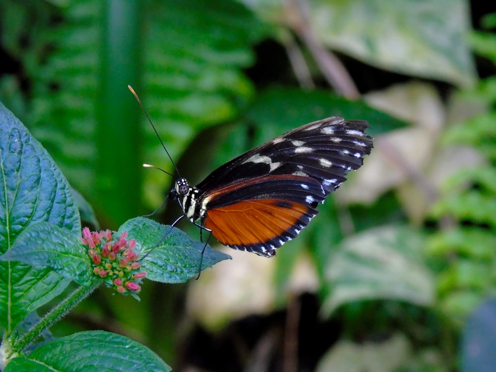 black and brown moth butterfly on lantana camara flower