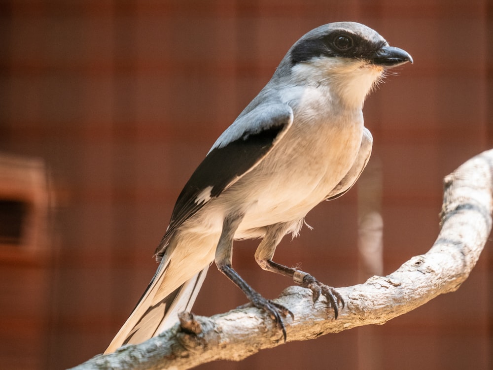 bird on tree brunch