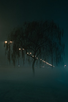 weeping willow in fogs