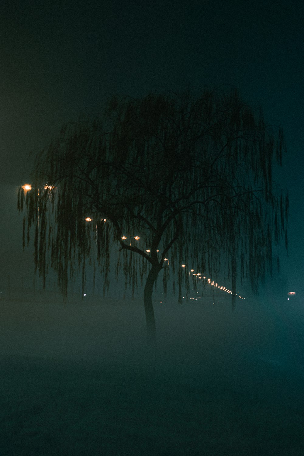 weeping willow in fogs