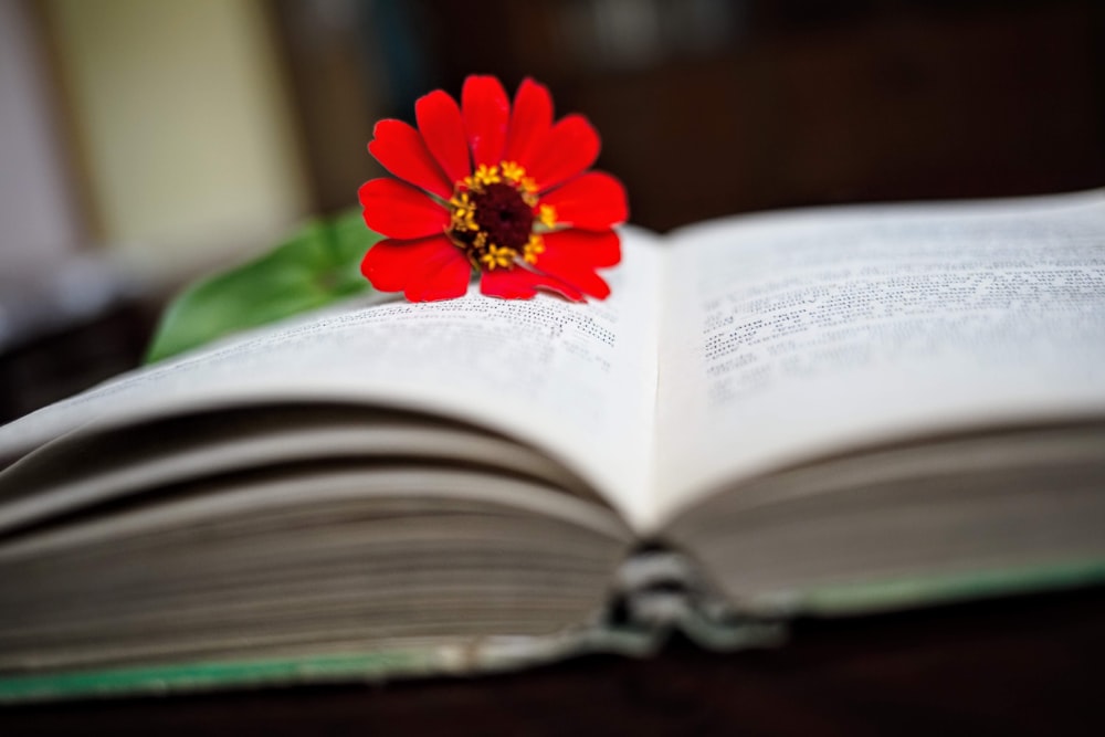 red flower on book