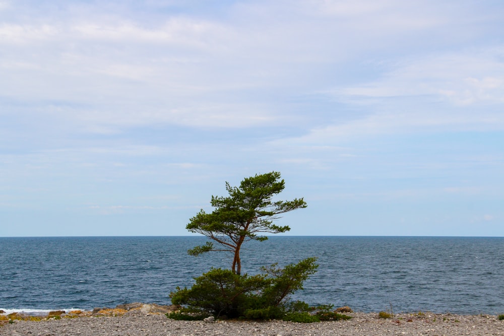 green tree in beach