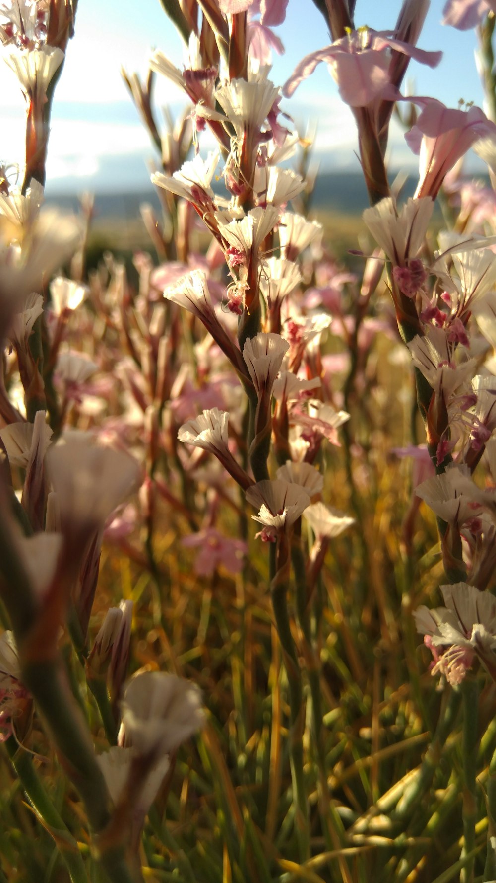 pink-petaled flowers