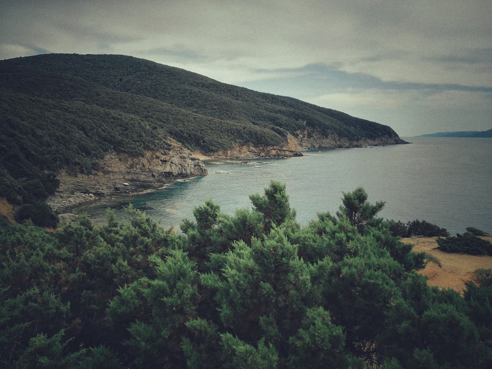 green trees near body of water at daytime