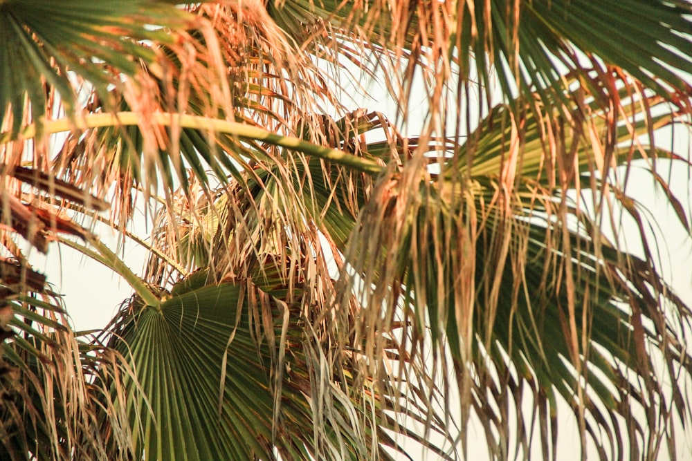 travel palm tree