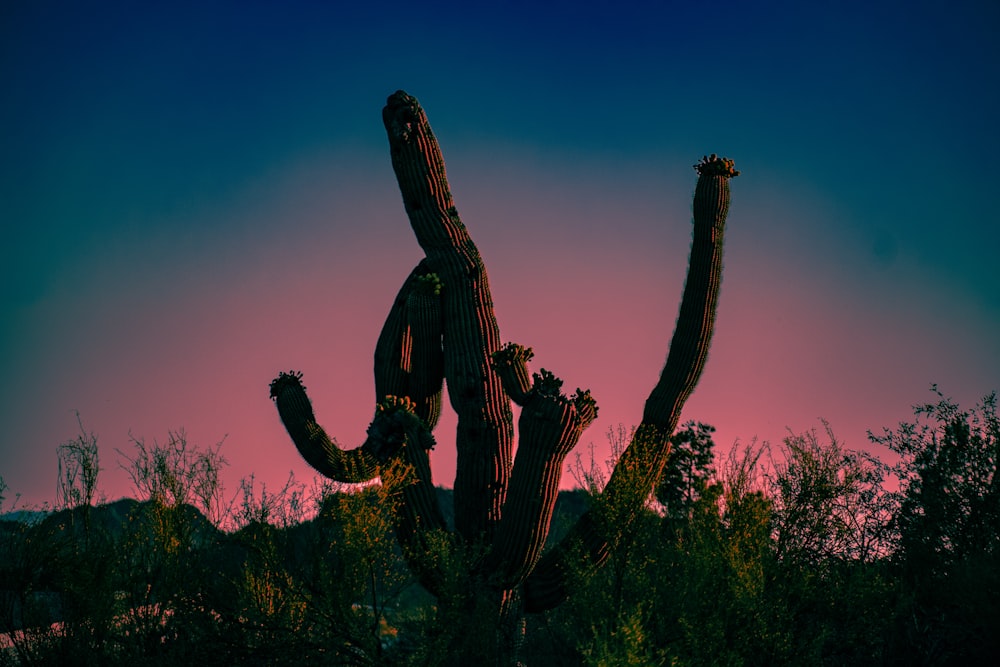 greyscale photography of cactus