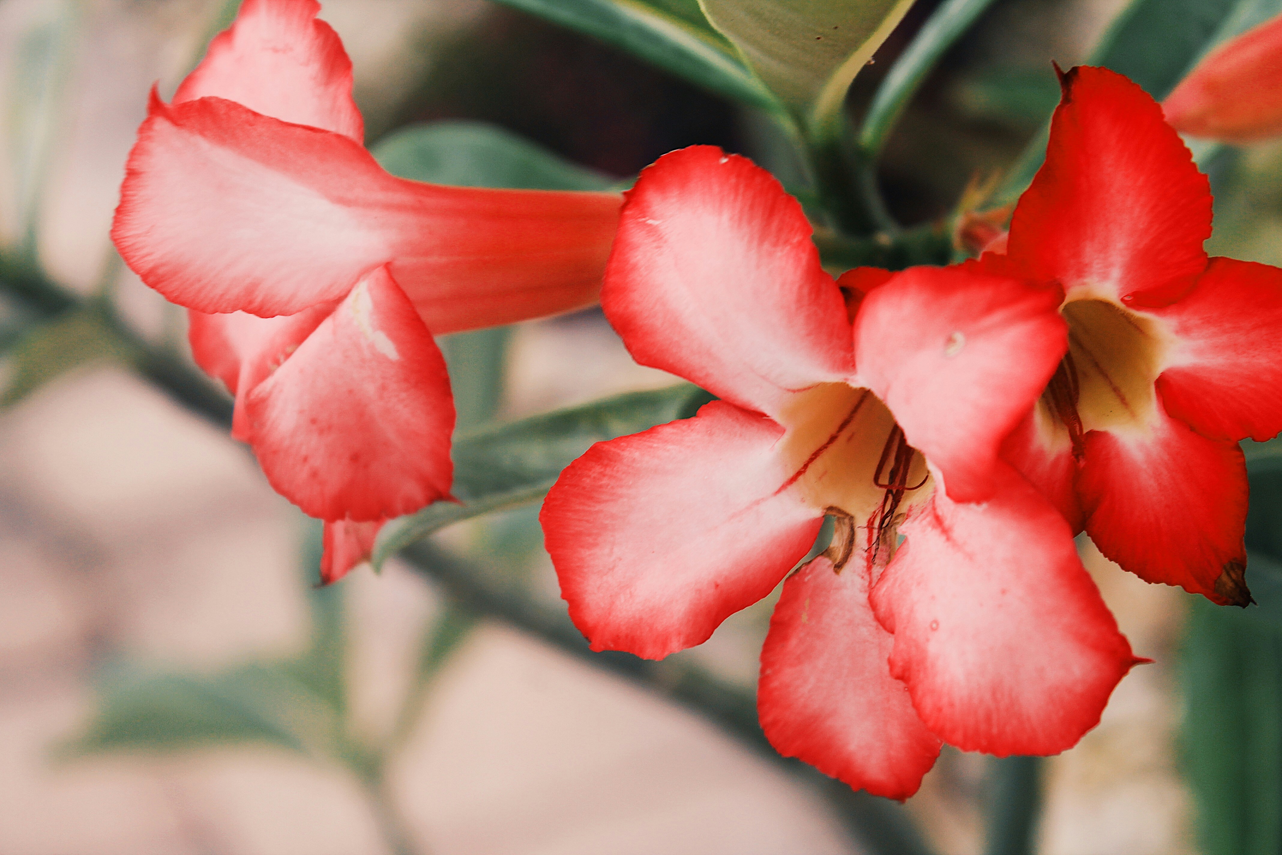 Photo by internetlayla