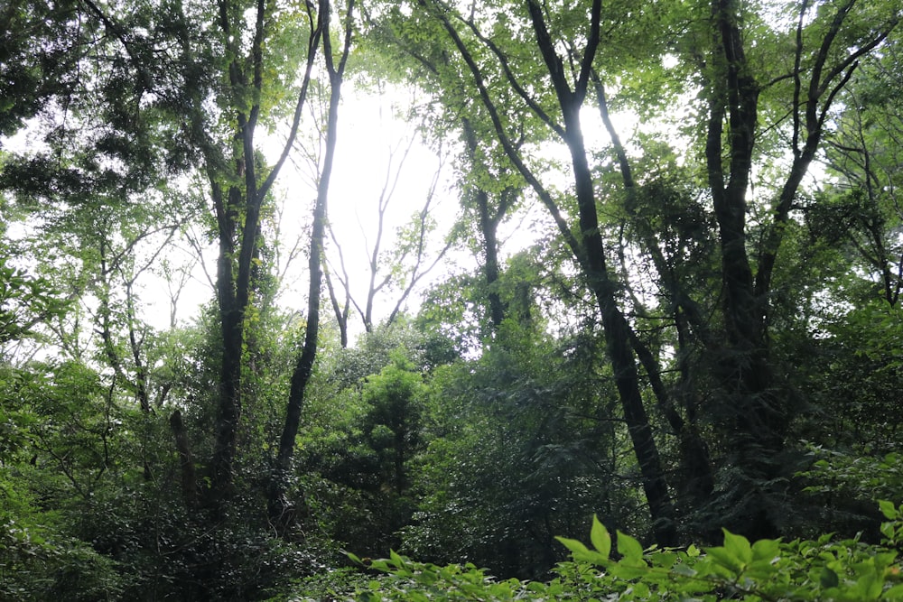 forest at daytime