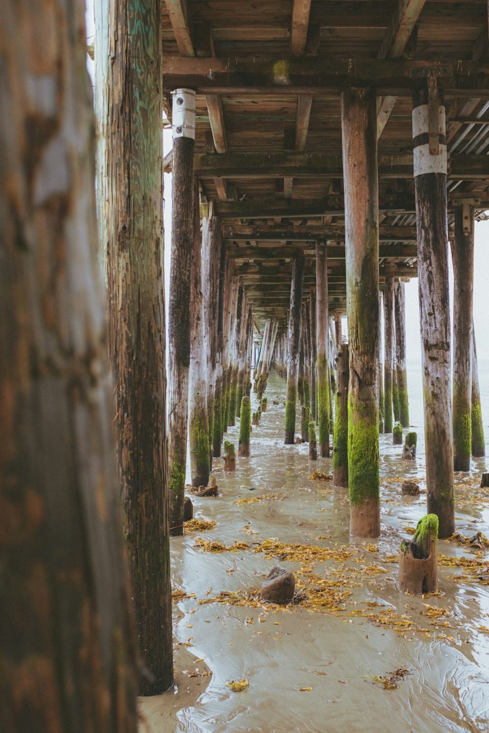 wooden poles under wooden dock