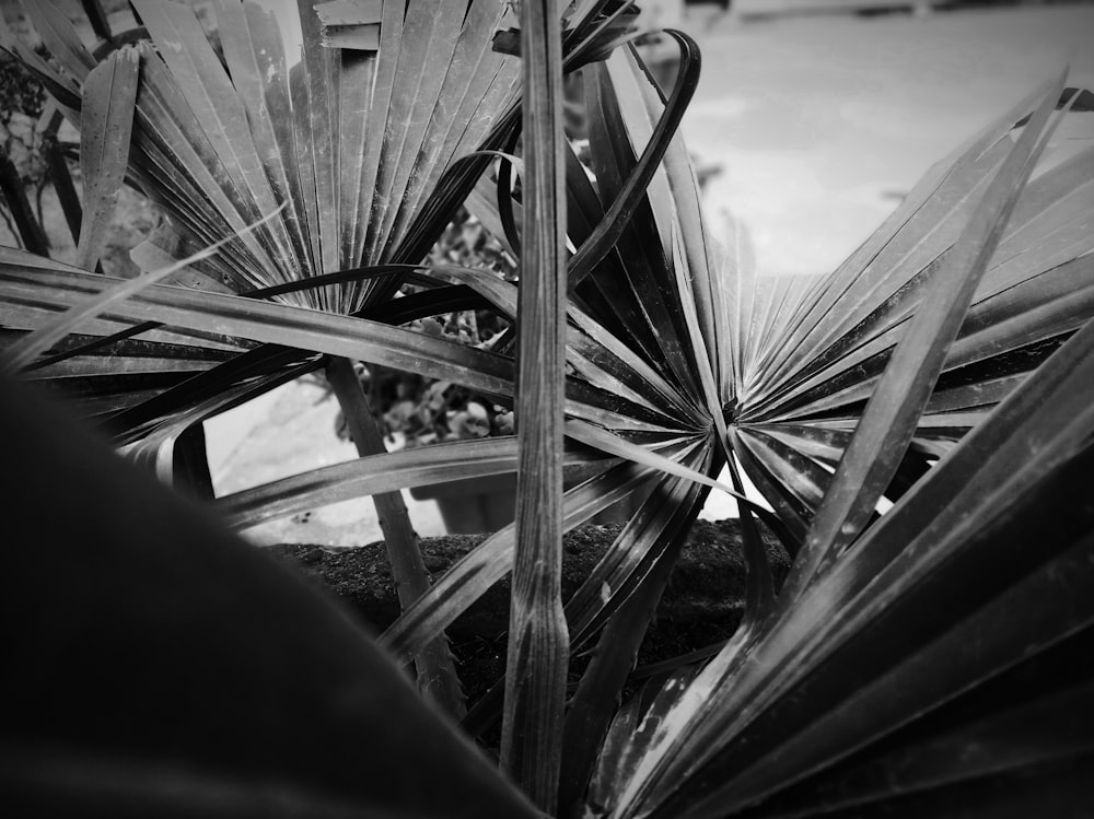 a black and white photo of a plant