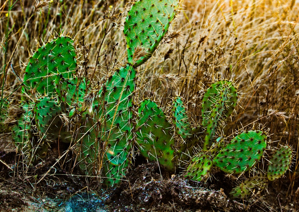 cactus plant photography