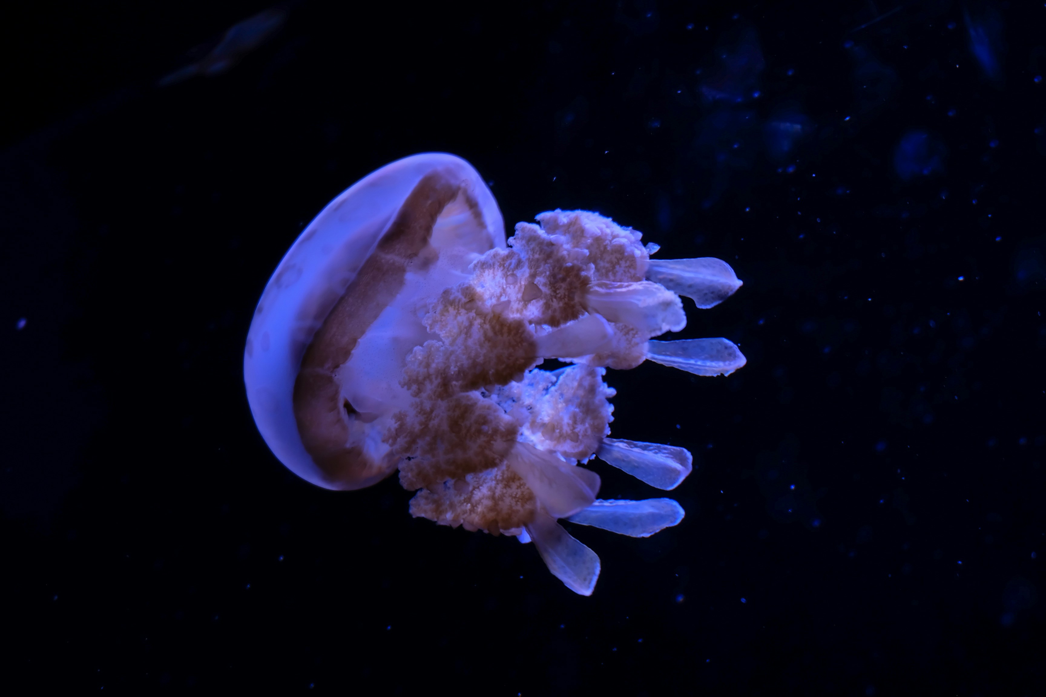 Photo by manukumarsk