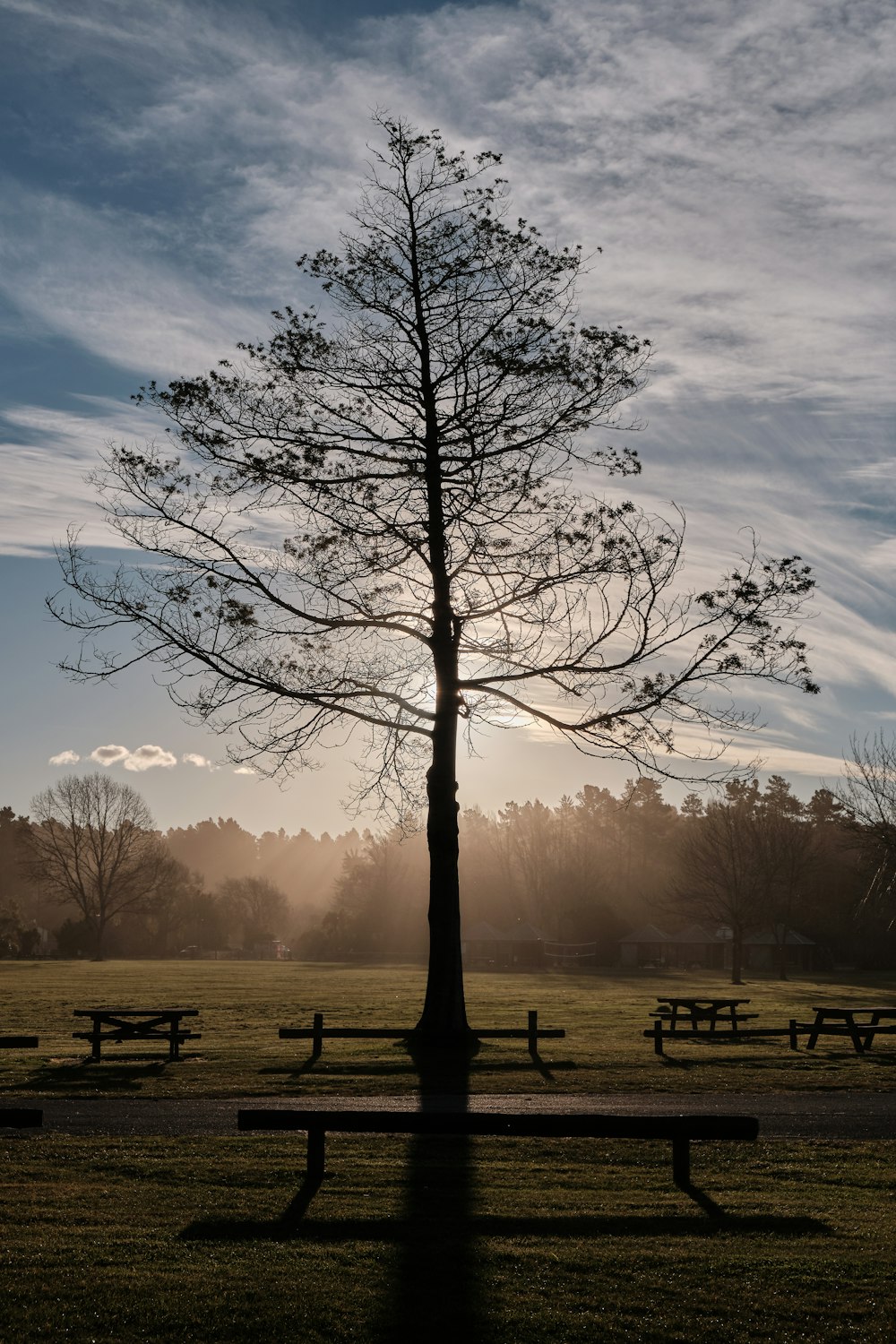 green trees near benches at daytime