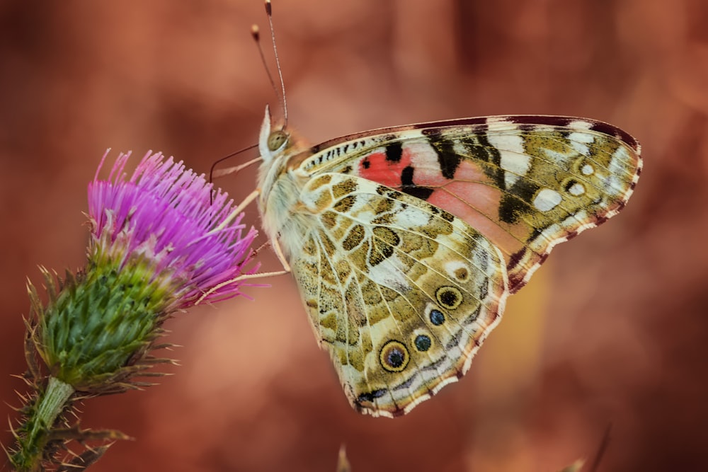 butterfly perching on purple flower