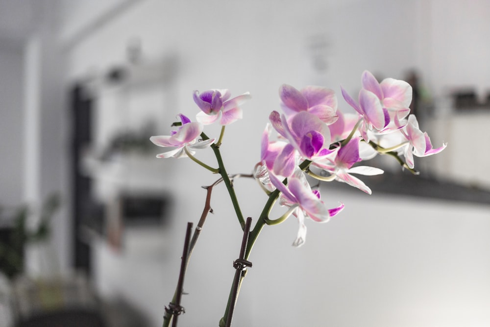 pink-petaled flowers