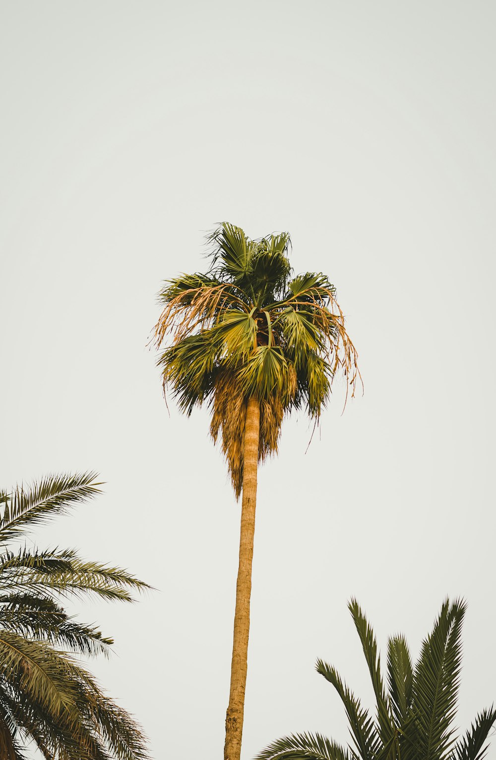 coconut trees during daytime