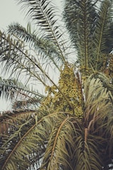 palm tree