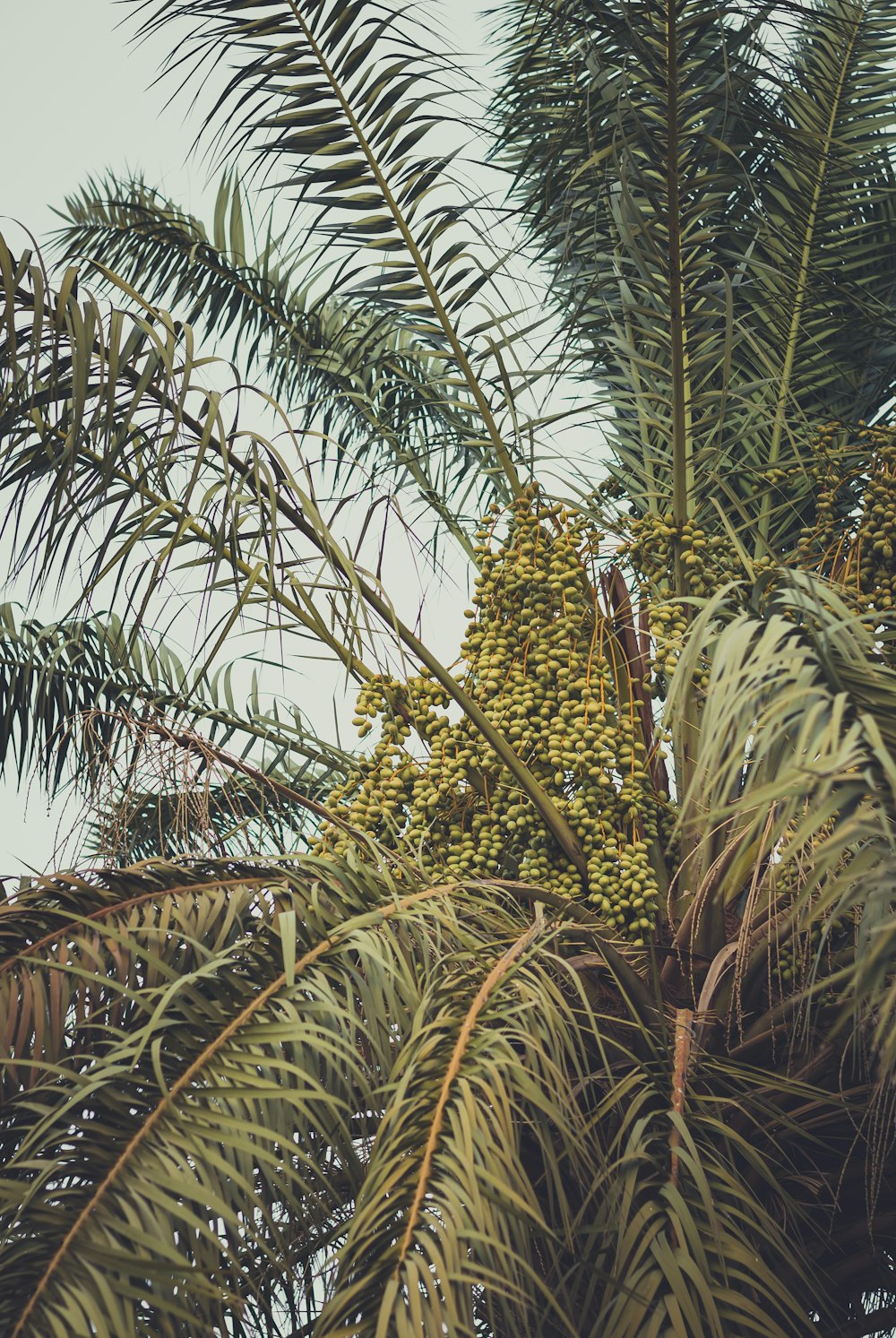 palm tree