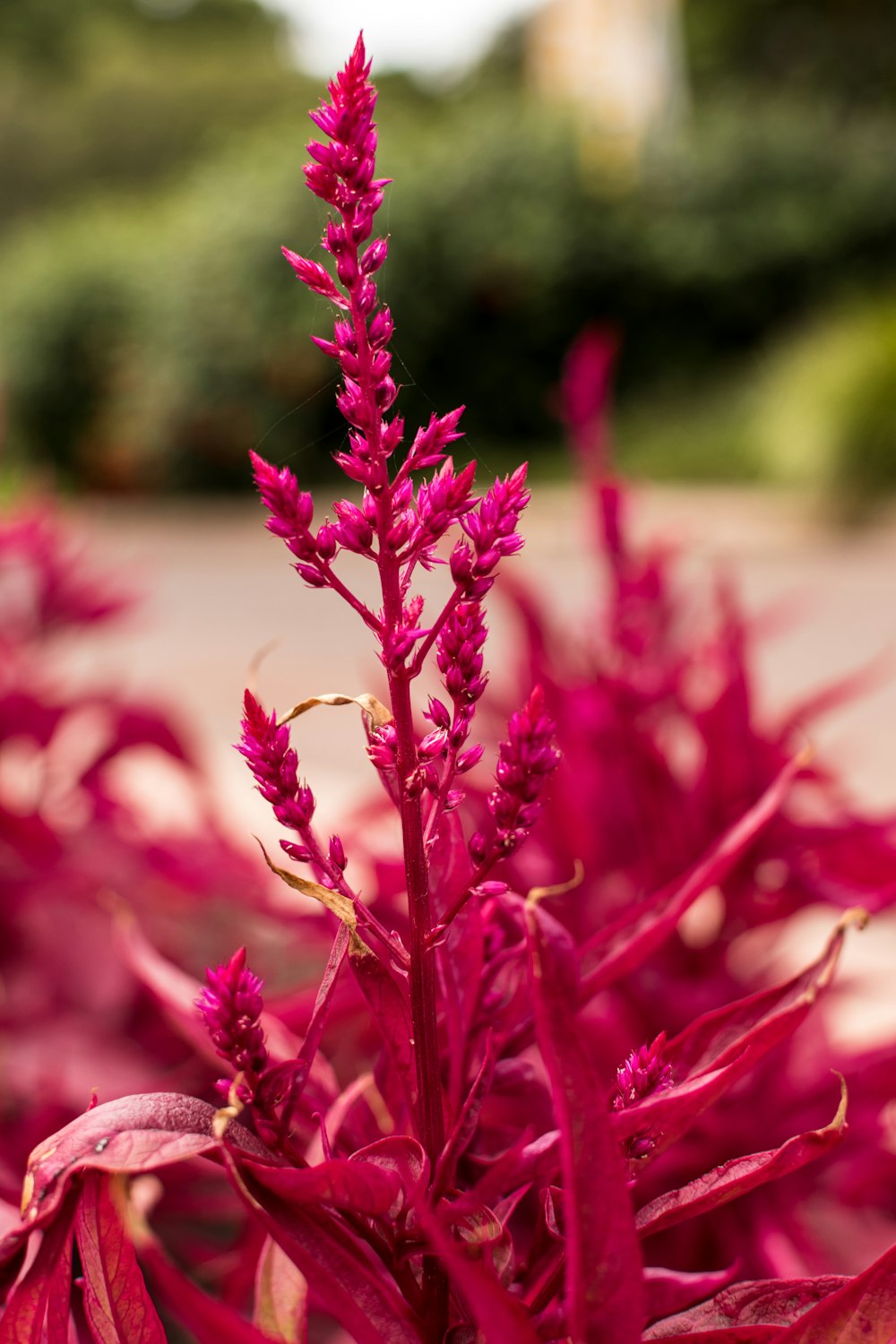 red-petaled flowers