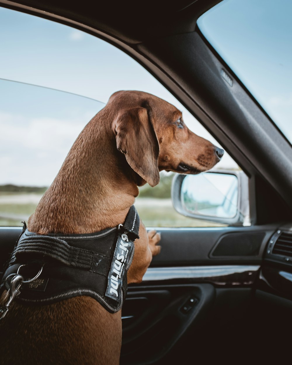 brow dog inside vehicle