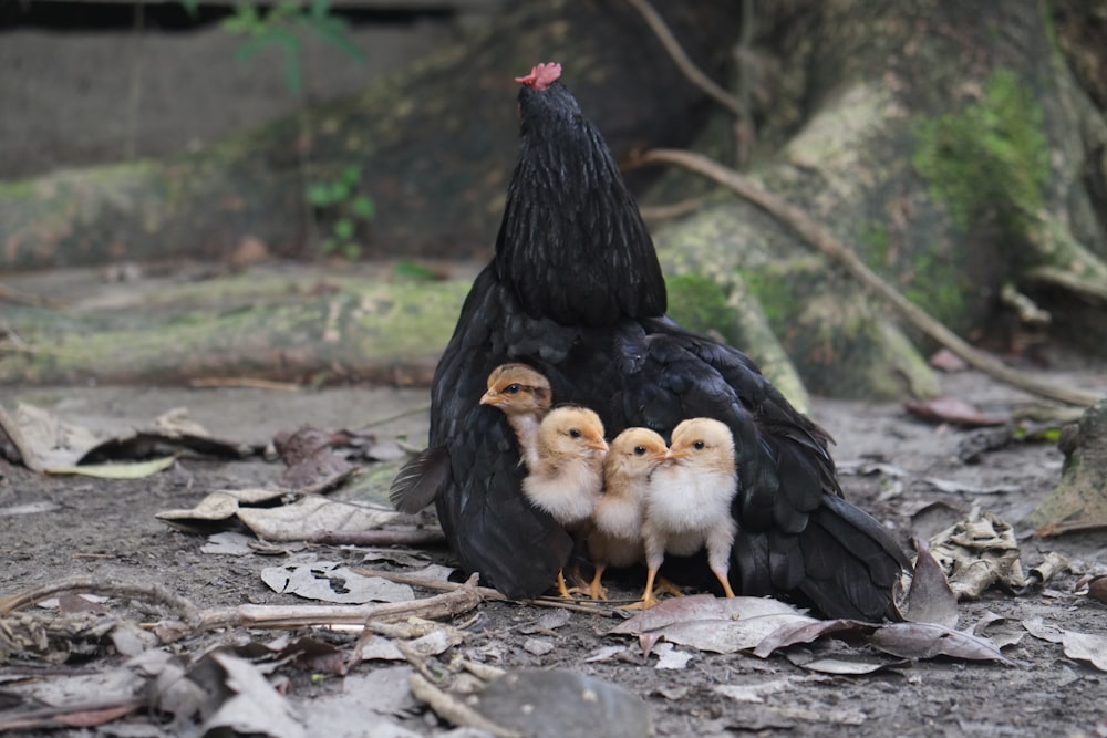 black hen with chicks