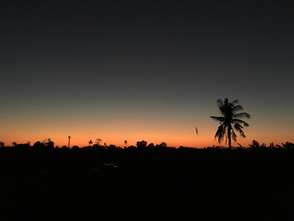 trees during golden hour