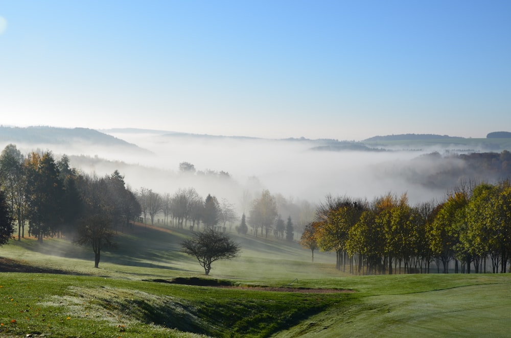 green field surrounded with tall and green trees covered with fogs