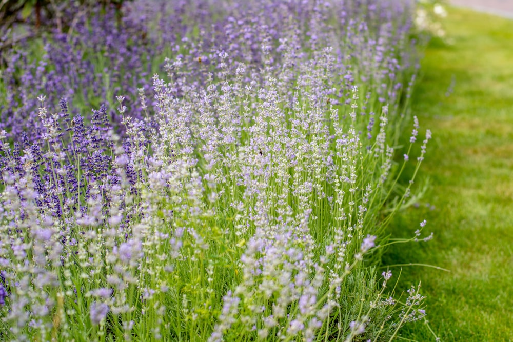 purple-petaled flower field beside grass