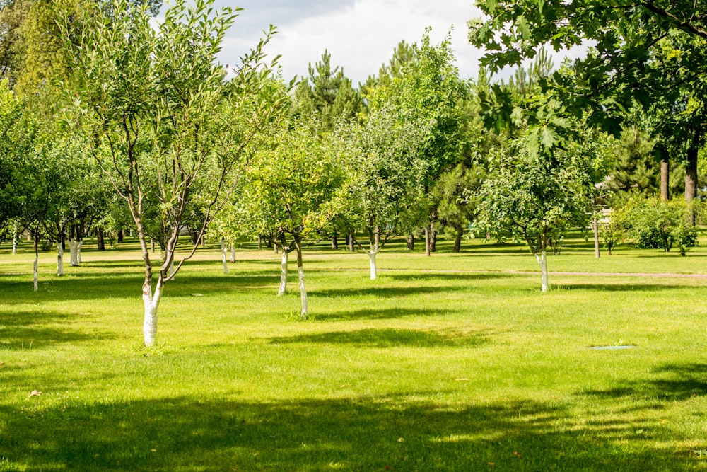 a grassy field with many trees in it