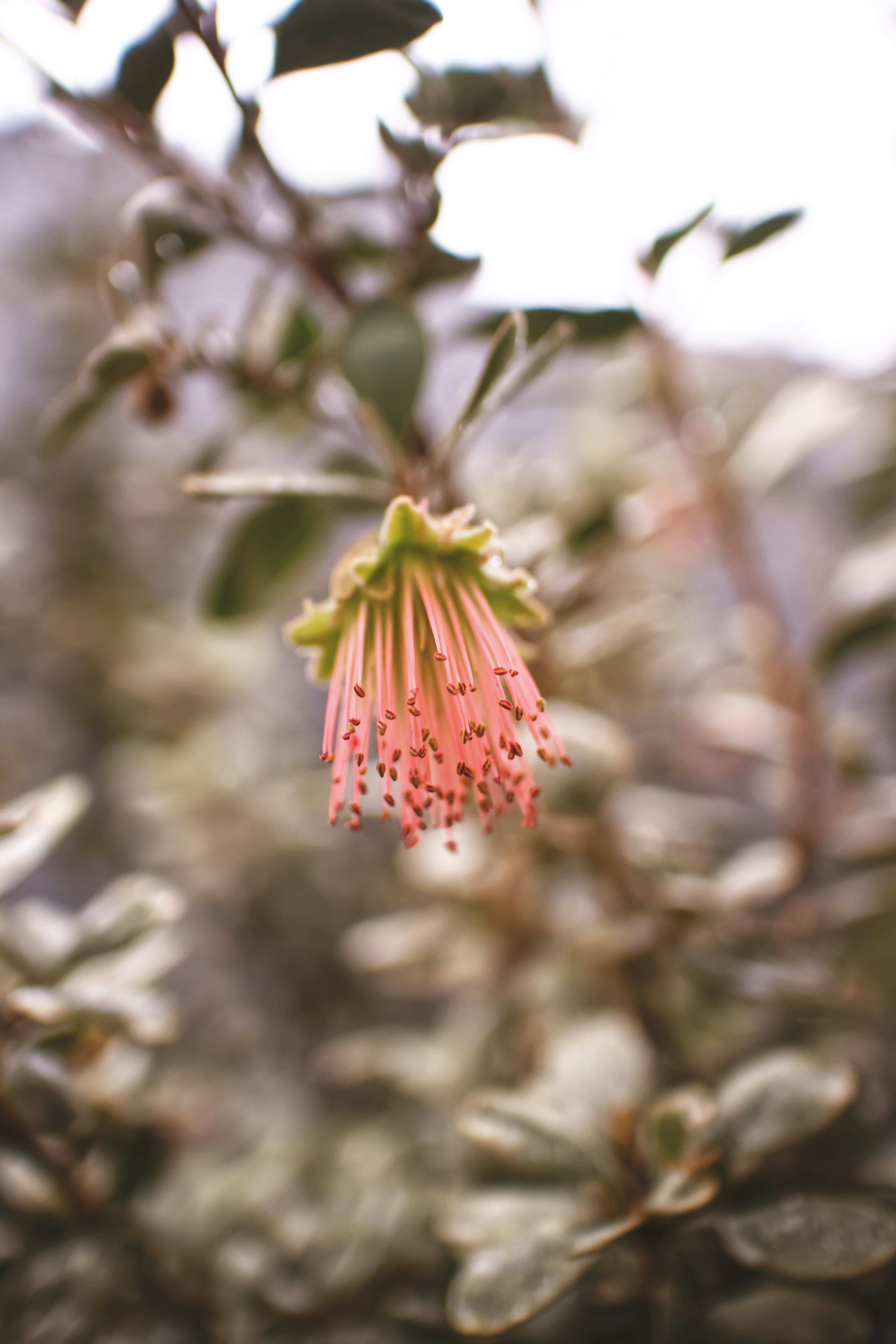 pink petaled flower