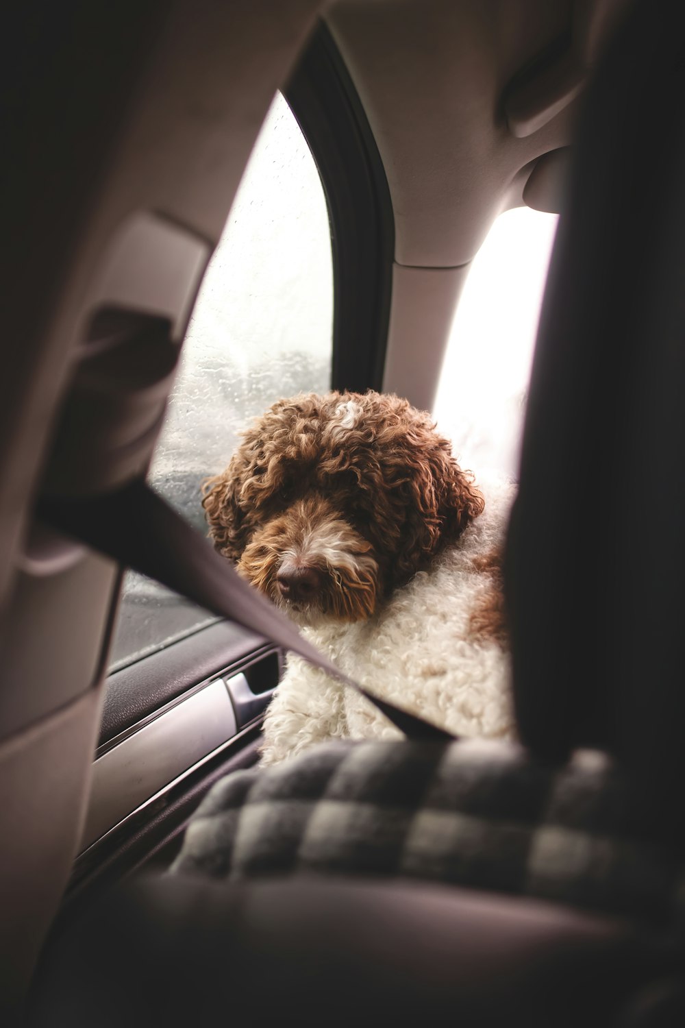 shallow focus photo of long-coated brown and white dog