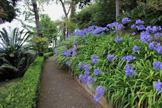 A serene garden path lined with blooming flowers, inviting peaceful walks for seniors.