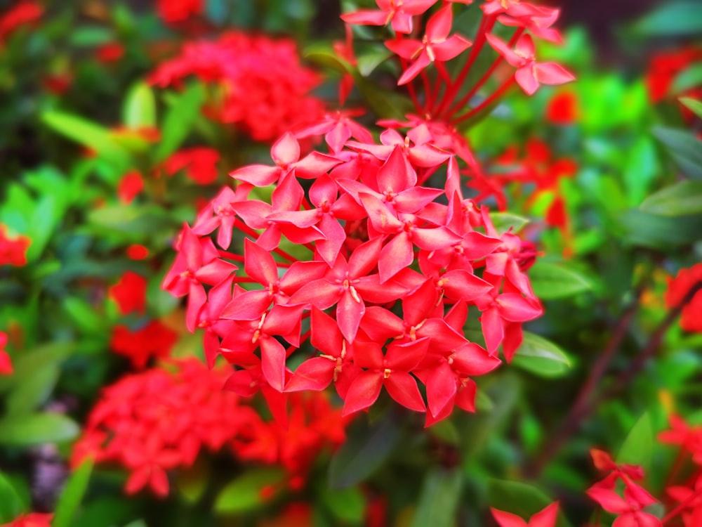 Red Petaled Flowers Photo Free Image On Unsplash