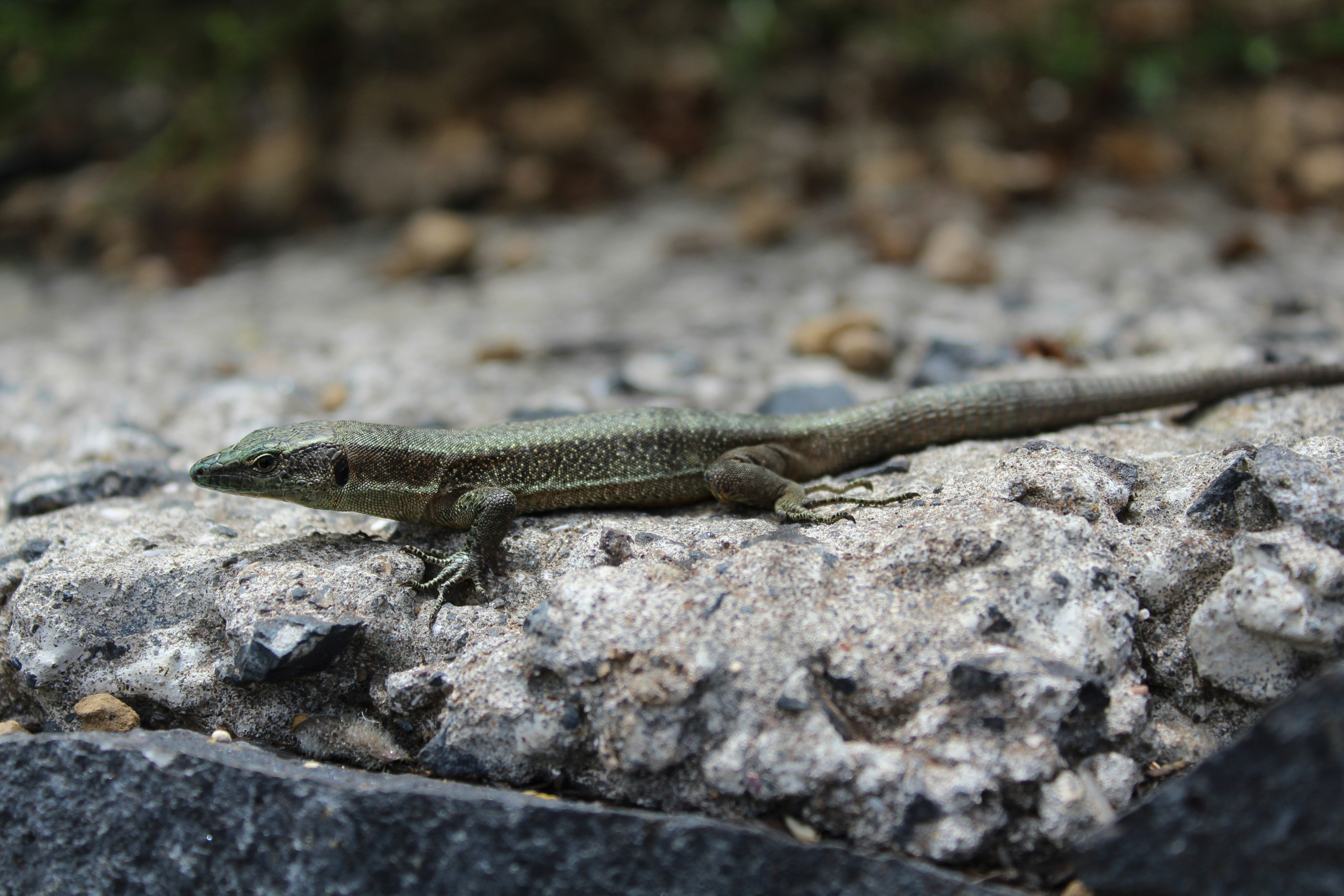 Curious Lizard at Eira do Serrado, Madeira