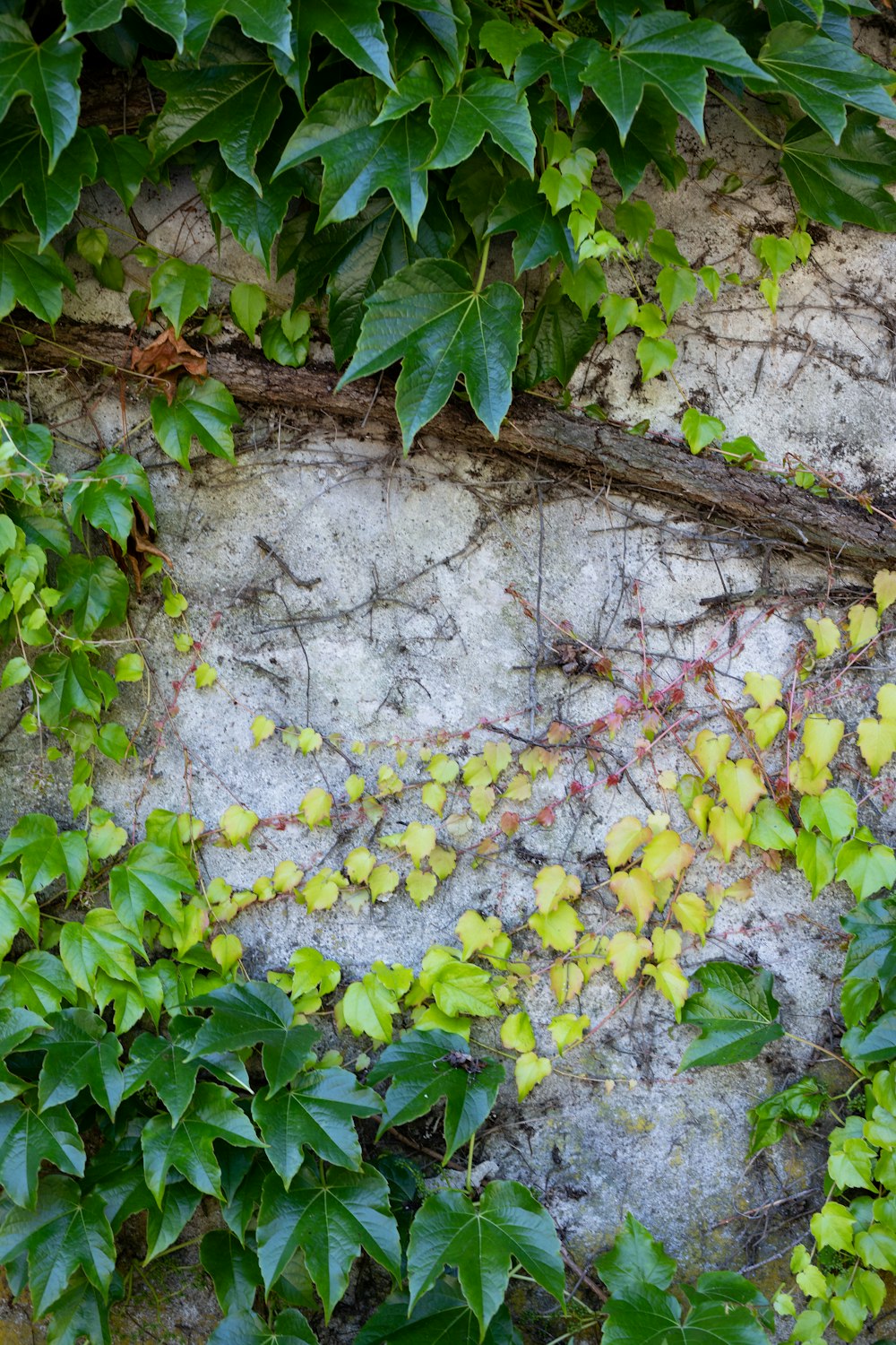 green leaf plants on wall